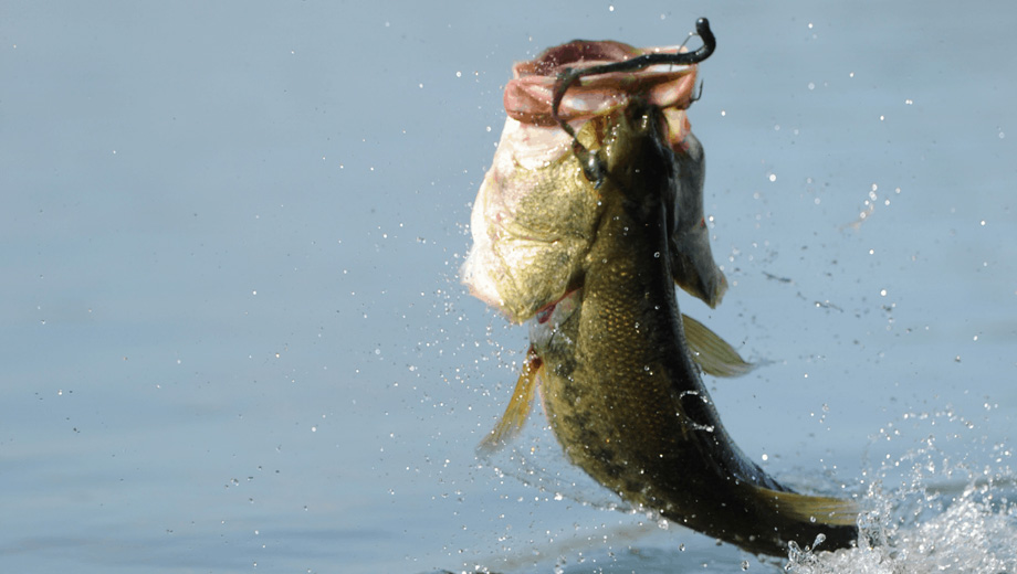 Catch Trophy Bass on Lake Greeson