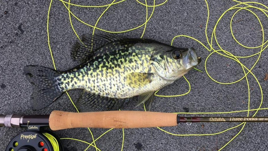 Crappie Fishing 101 Beginners Guide