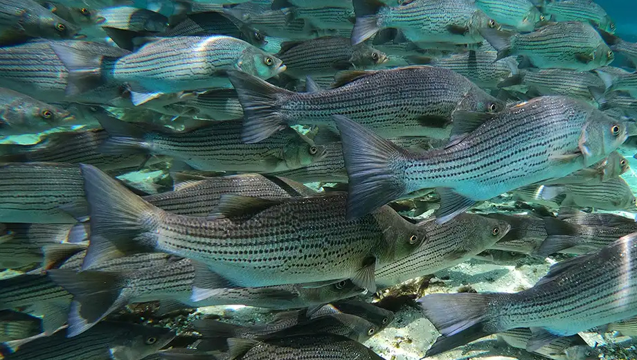 Identify Different Fish