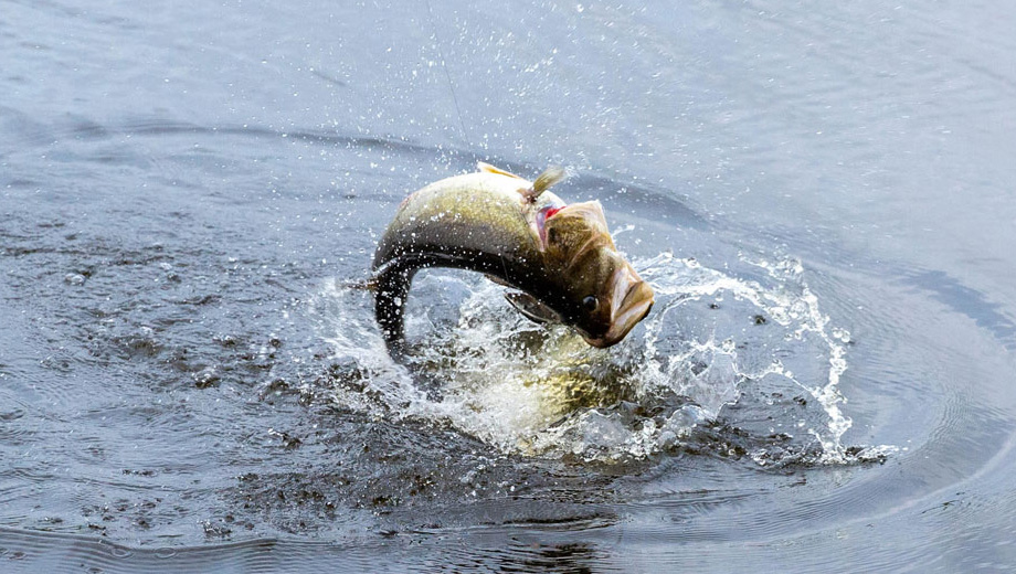 Winter Fishing at Lake Greeson