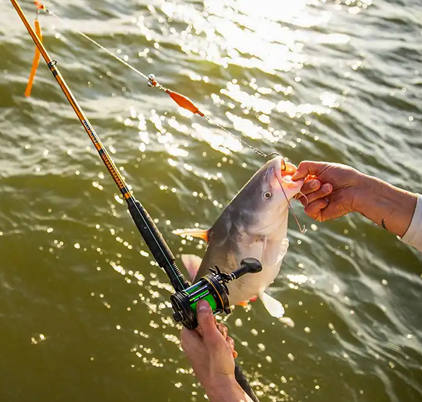 Best Places to Catch Catfish on Lake Greeson