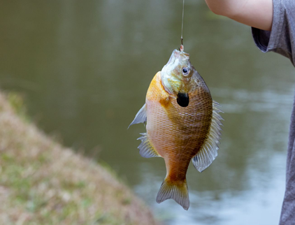 Bream (Bluegill & Sunfish)
