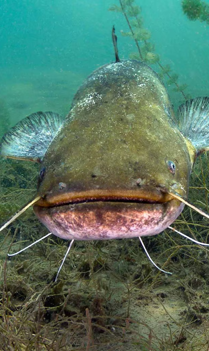 Types of Catfish in Lake Greeson