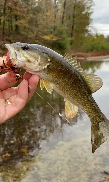 What Fish Are Biting in the Spring at Lake Greeson
