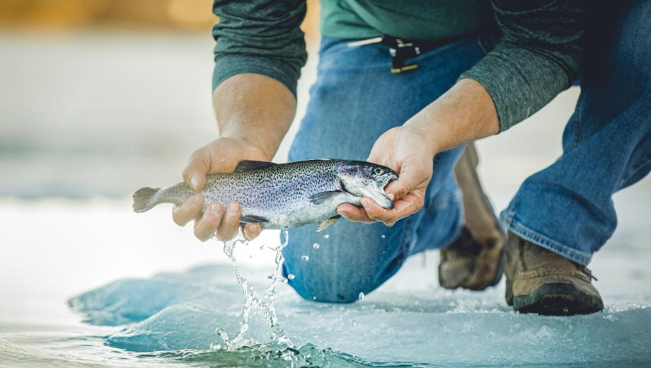 Trout Stocking & Fishing Updates