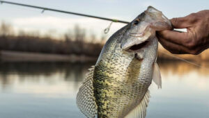 Do Fish Bite Better in the Morning? The Best Time of Day to Go Fishing