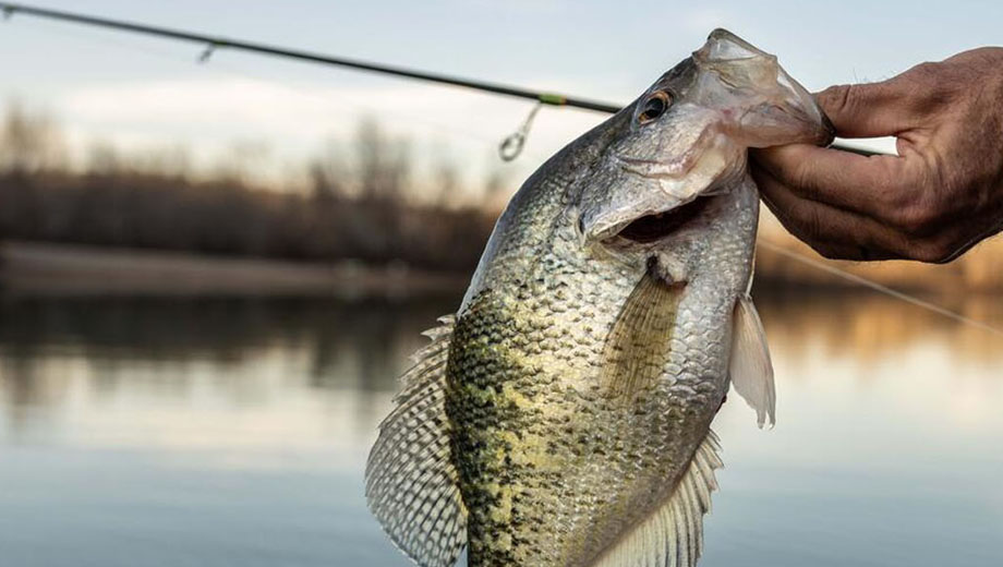 Do Fish Bite Better in the Morning