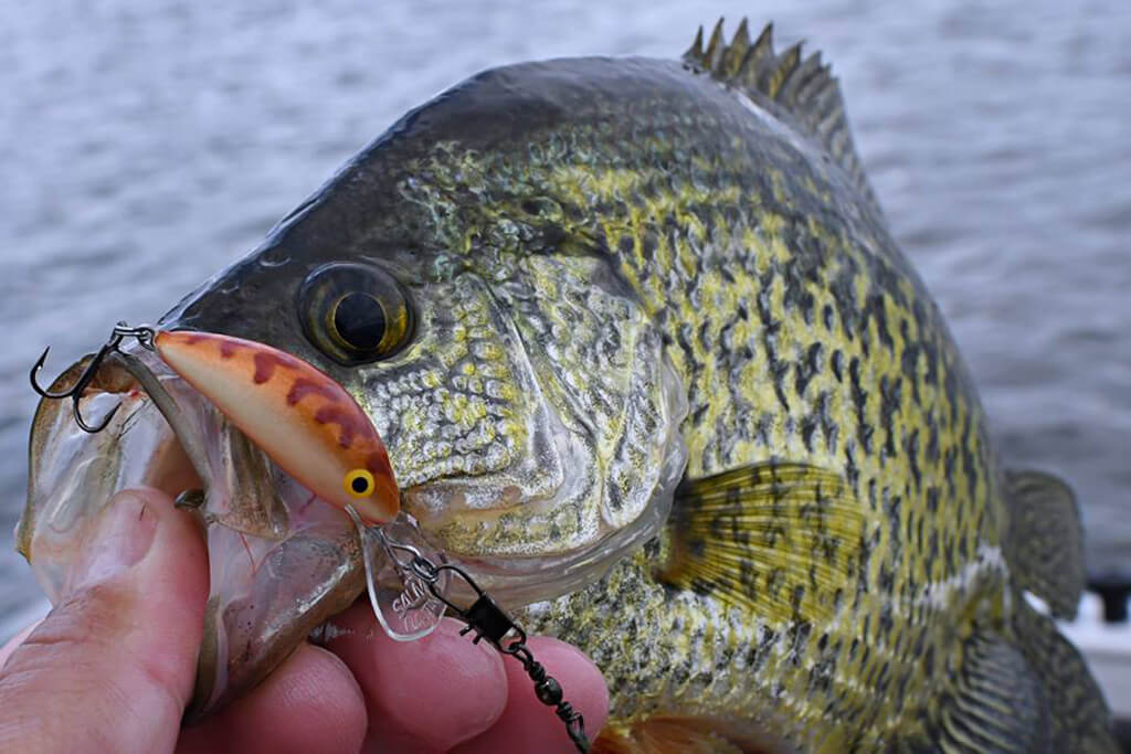 Using the Wrong Bait