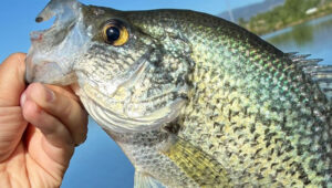 Why Aren’t Fish Biting? Common Reasons Fish Stop Biting and How to Catch More