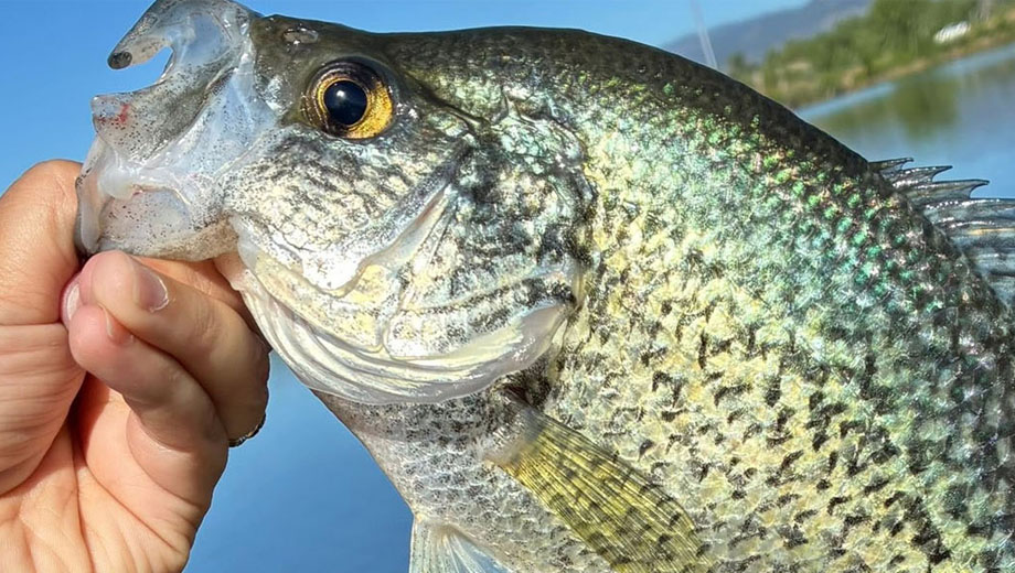 fish not biting common reasons
